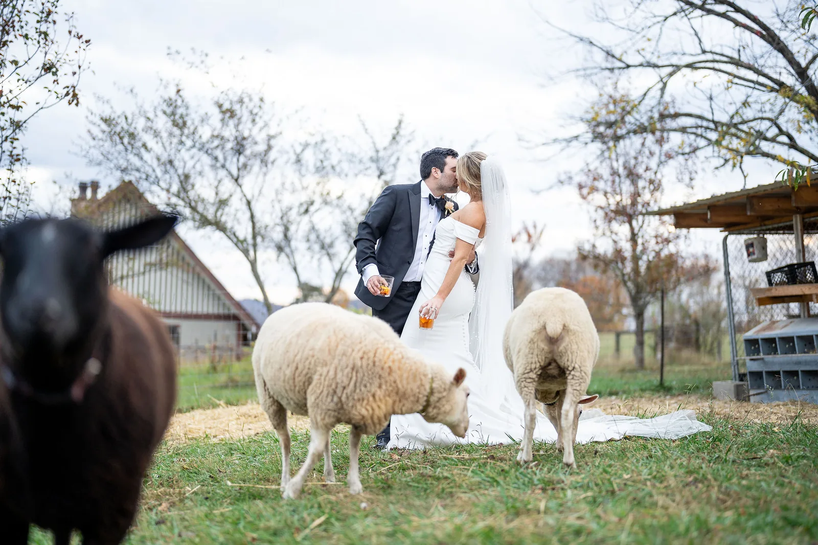 Wedding couple on the farm with sheep nearby