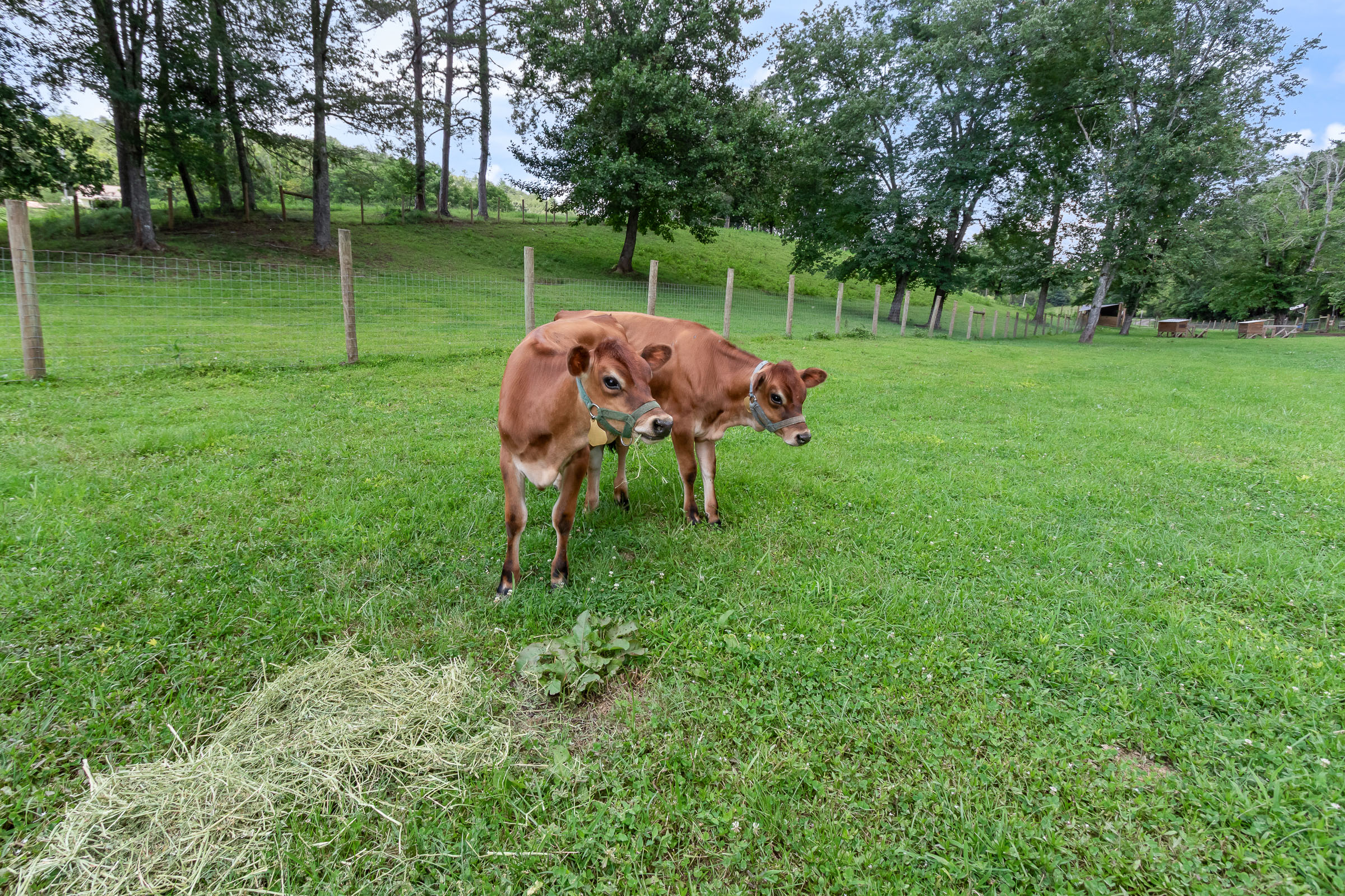 Young cows standing together in the pasture at McGuire's Millrace Farm