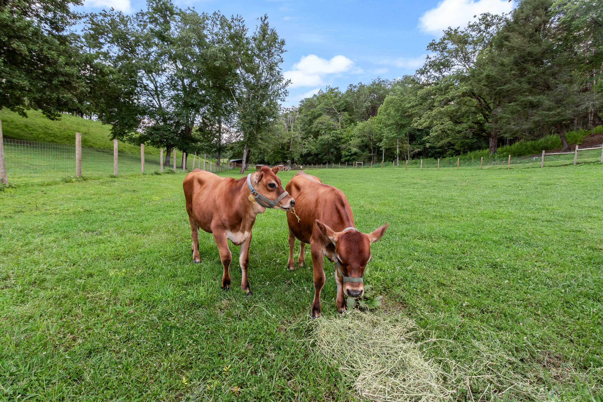 Two cows standing in a green pasture at McGuire's Millrace Farm