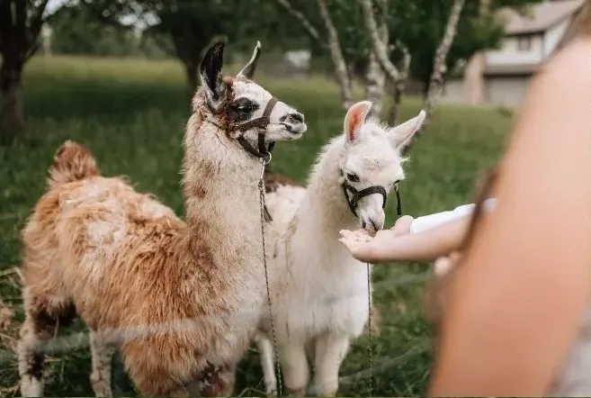 Llamas on the farm during a wedding weekend at The Millhouse Lodge