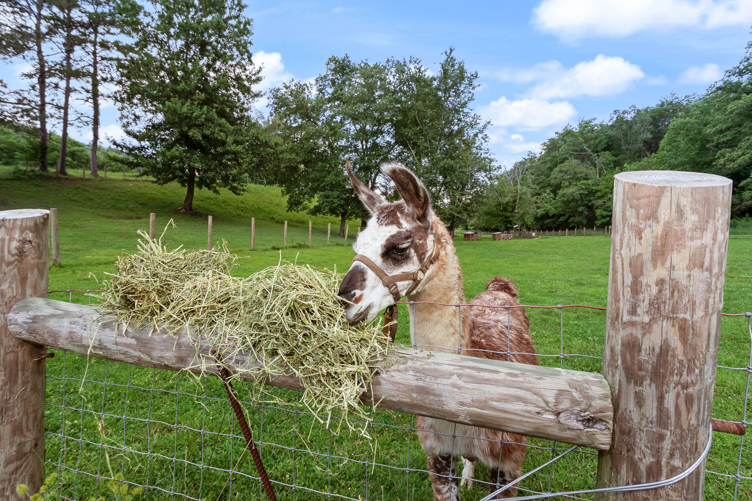 Llama at McGuire's Millrace Farm near The Millhouse Lodge for memorable photography moments