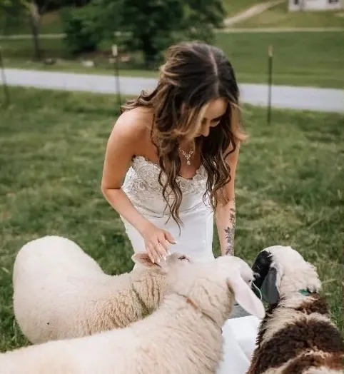 Bride visiting sheep on the farm at The Millhouse Lodge