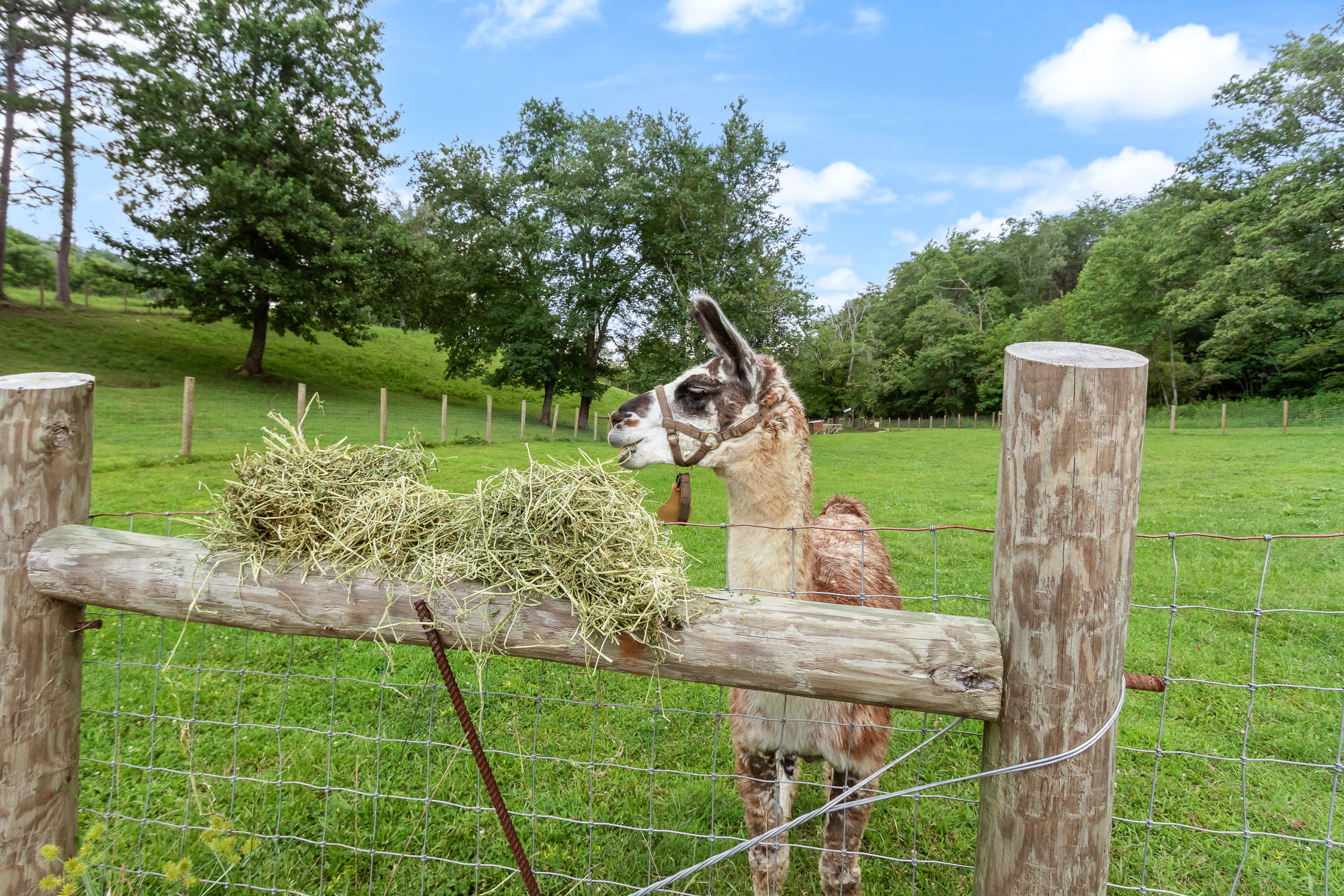 Llama feeding at the fence on McGuire's Millrace Farm