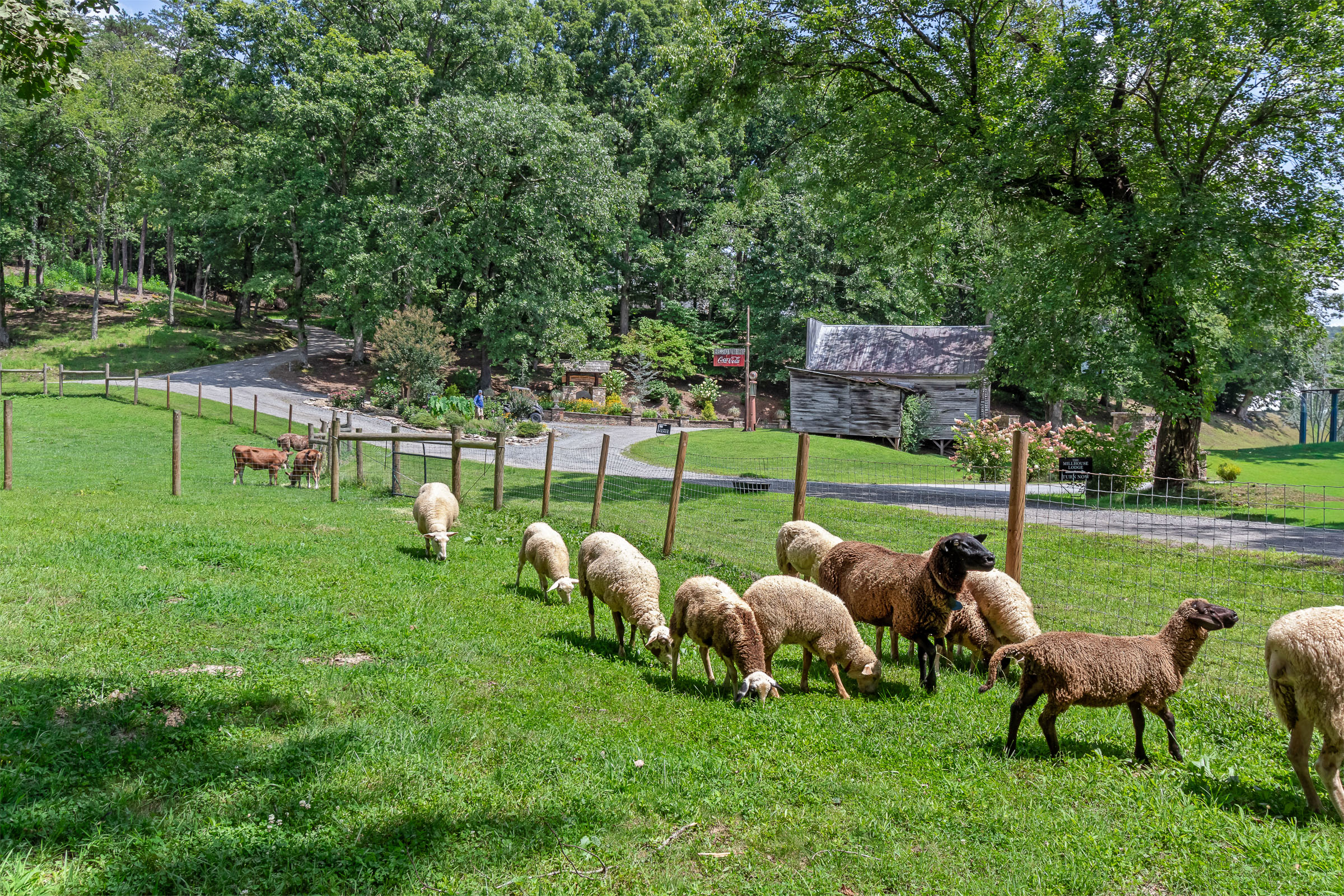 Sheep grazing near the old farm building at McGuire's Millrace Farm