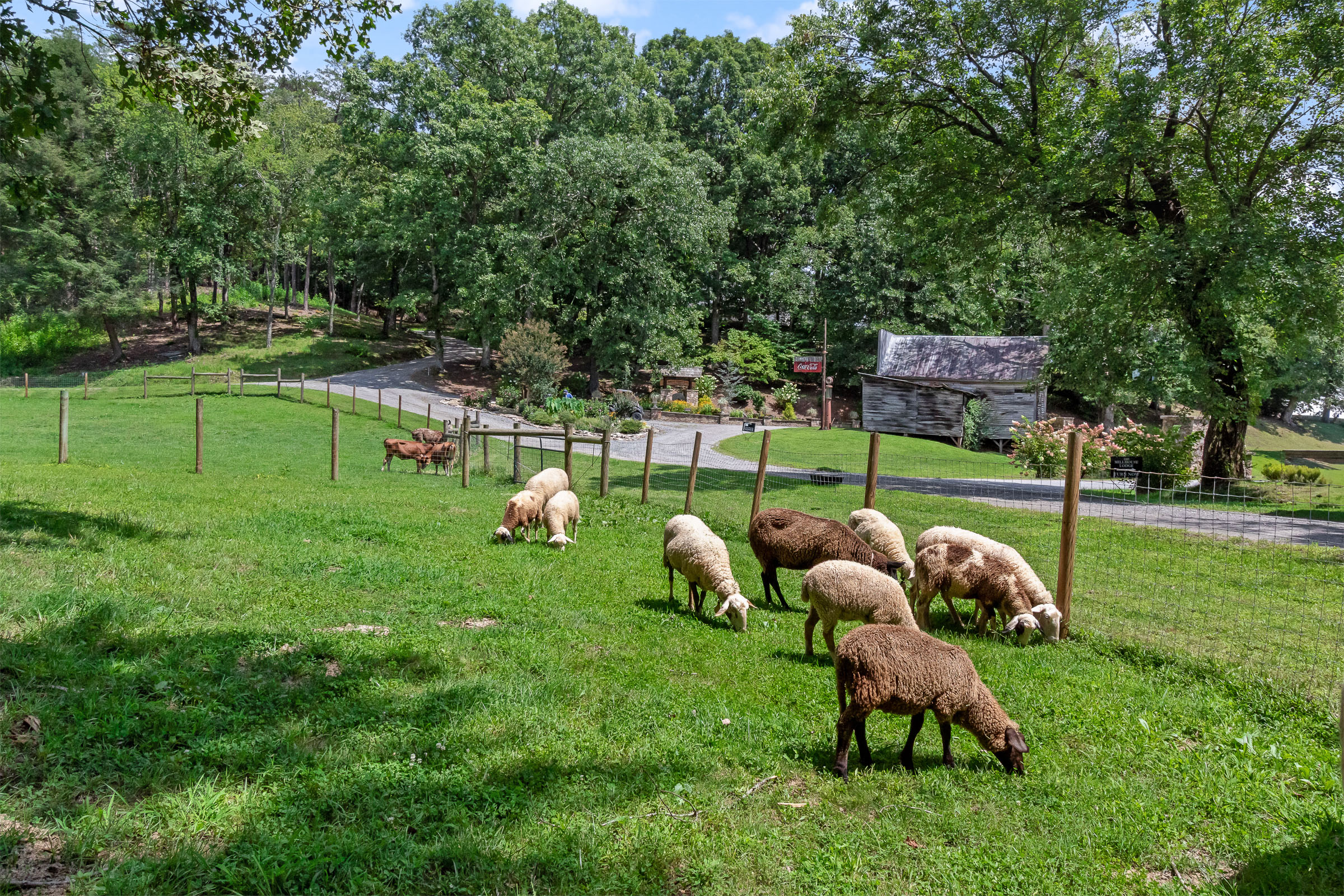 Sheep grazing in the pasture at McGuire's Millrace Farm near The Millhouse Lodge