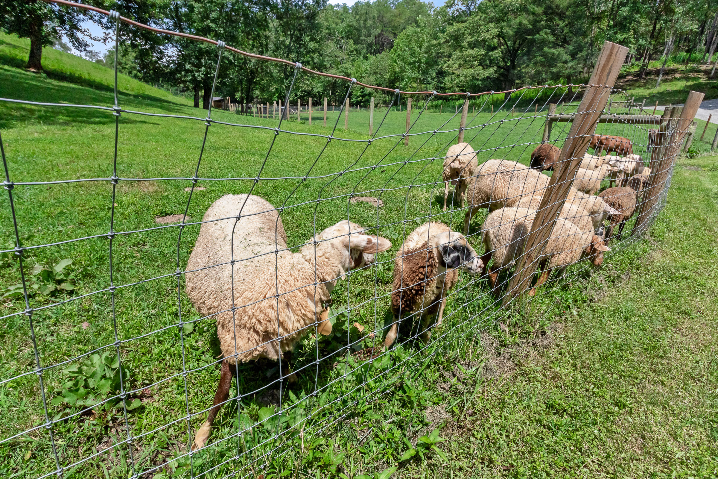 Sheep gathered along a fence at McGuire's Millrace Farm near The Millhouse Lodge